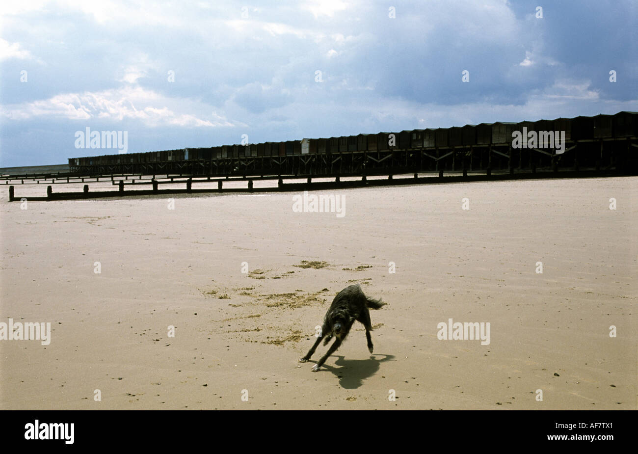Dog running on the beach at Frinton on sea, Essex, UK Stock Photo Alamy