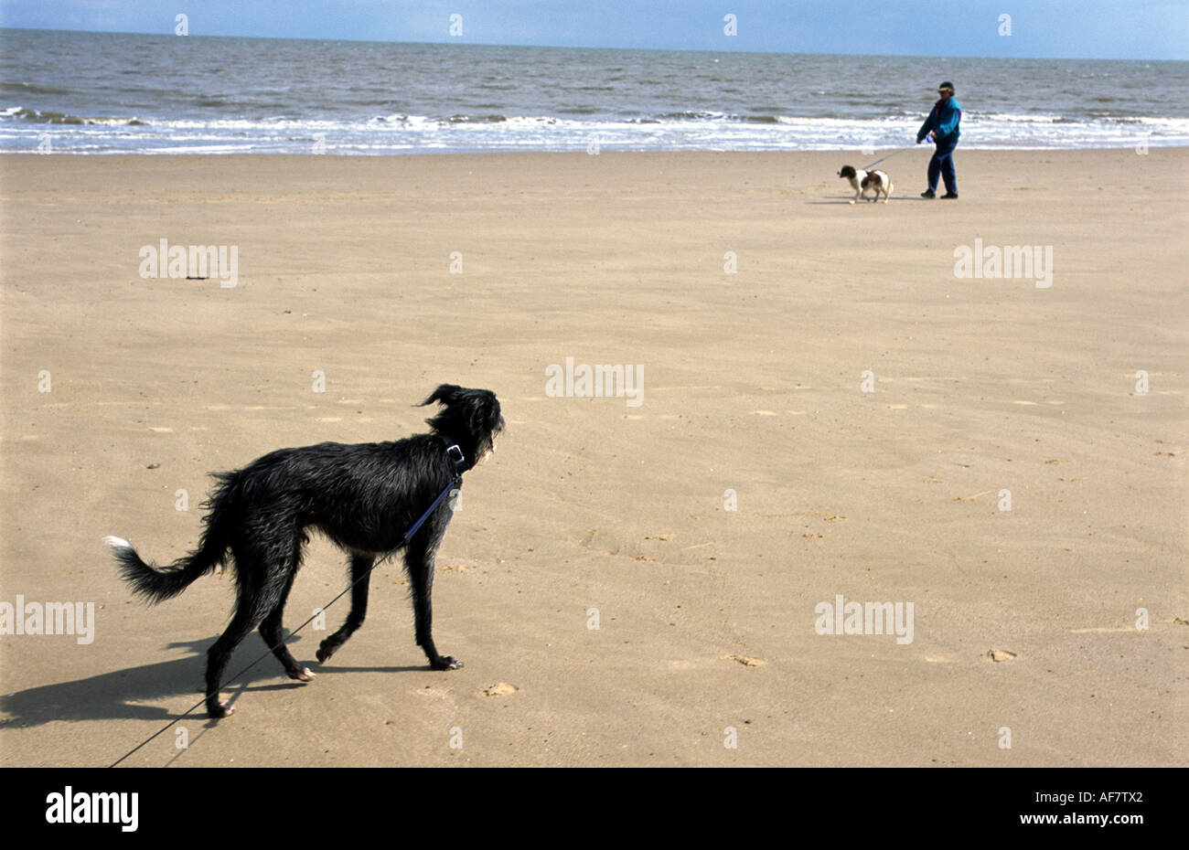 Dogs being walked on the beach, Frinton on sea, Essex, UK Stock Photo