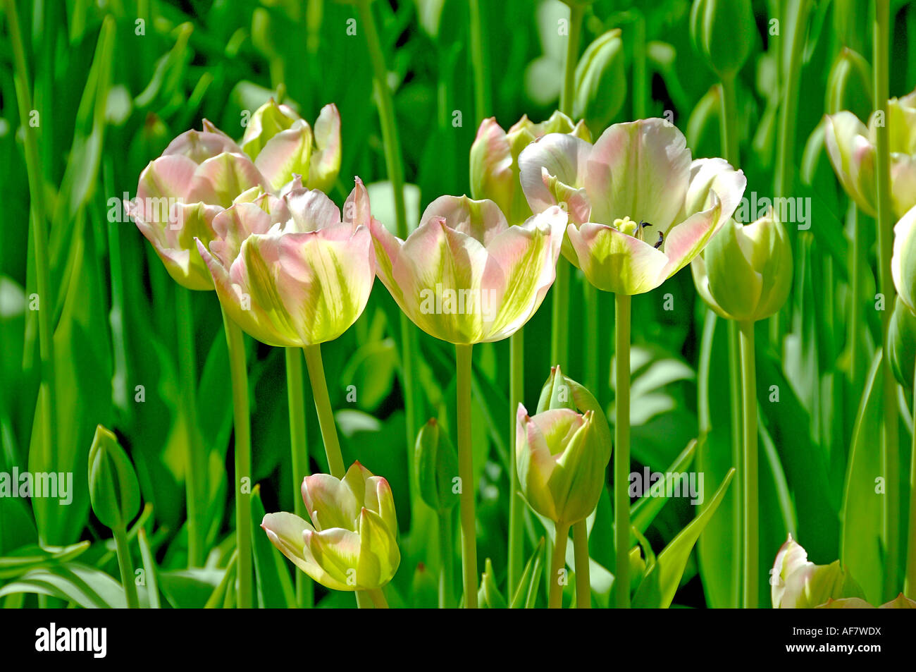 Pink Tulips, horizontal format Stock Photo - Alamy