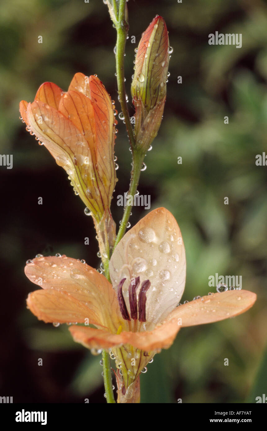 Tritonia laxifolia Close up of stem of orange and cream veined flowers covered in water drops. Stock Photo