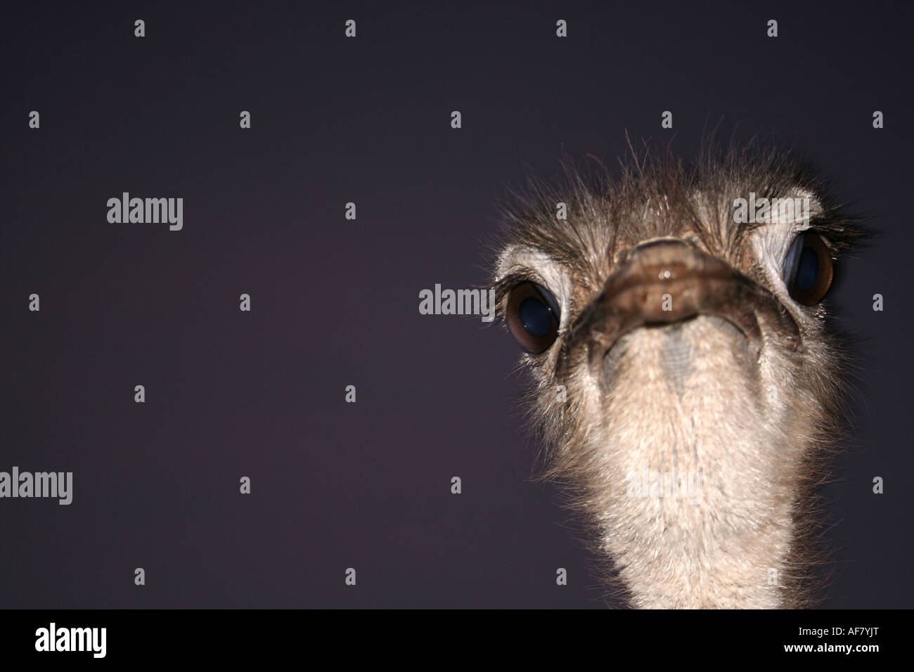 Close up of ostrich. Taken at farm near Sassari Sardinia Italy Stock Photo
