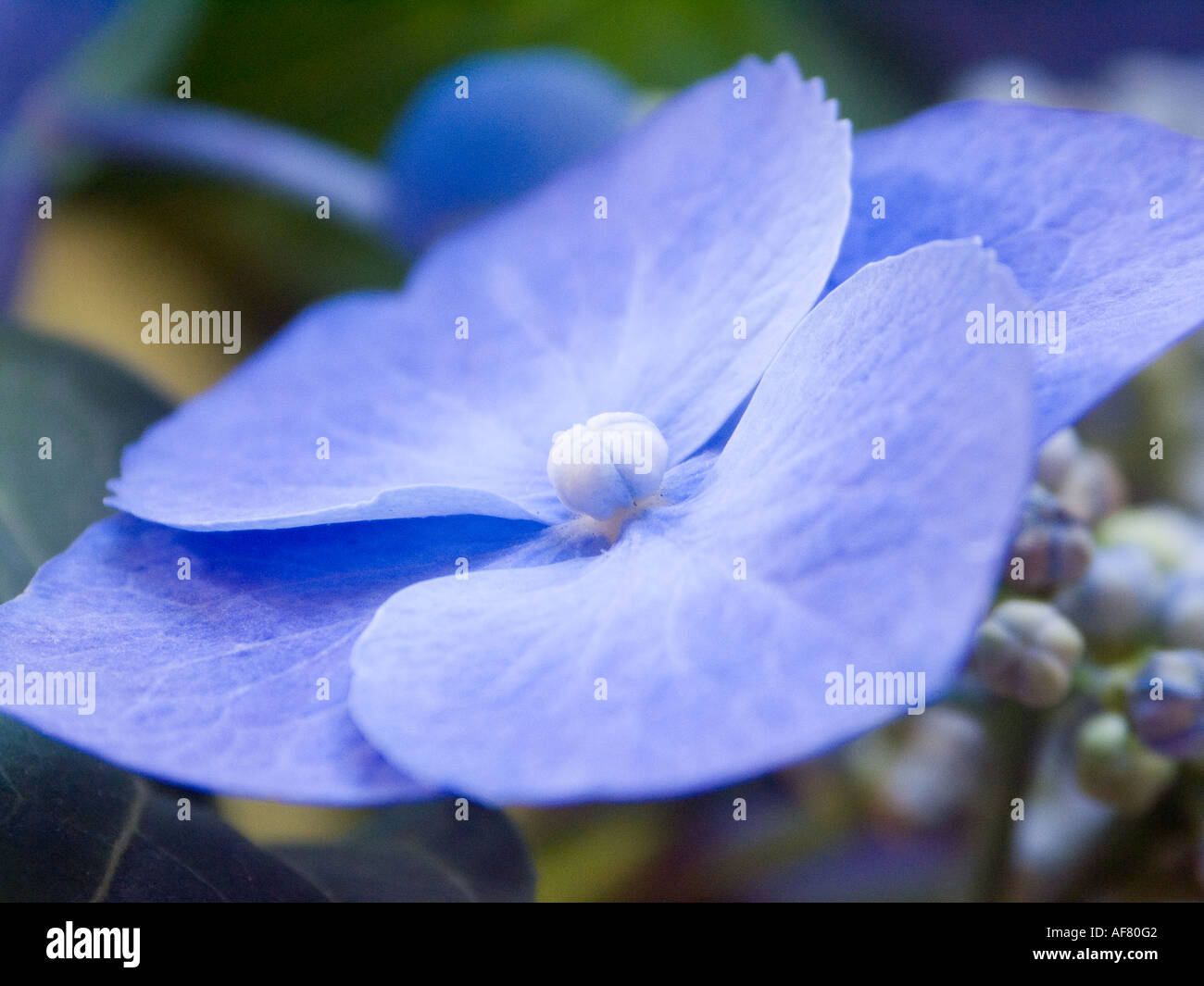 Hydrangea macrophylla flower hi-res stock photography and images - Alamy