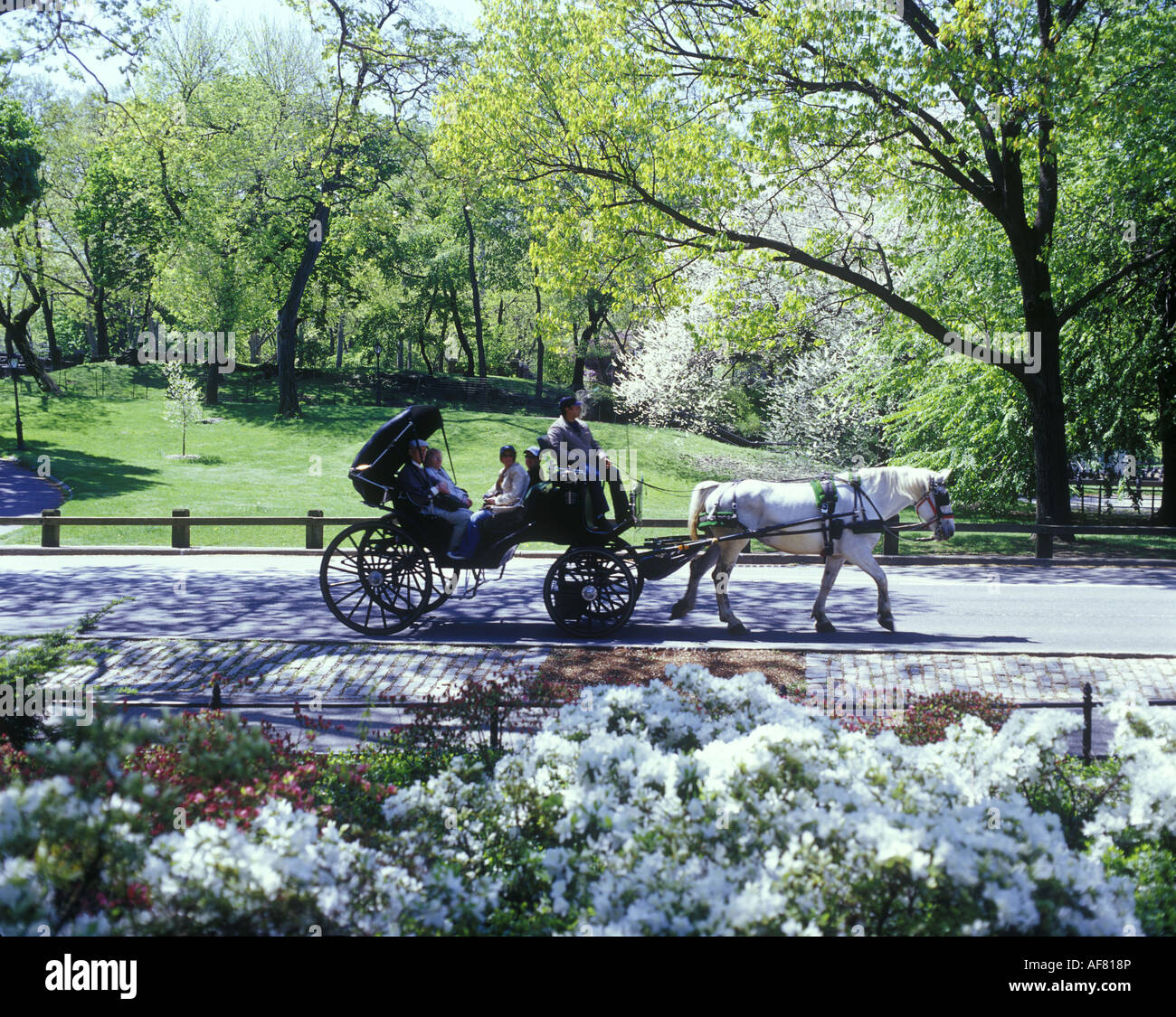 SIGHTSEEING EXCURSION HORSE CARRIAGE RIDE SPRING BLOSSOMS  CENTRAL PARK  MANHATTAN NEW YORK CITY USA Stock Photo