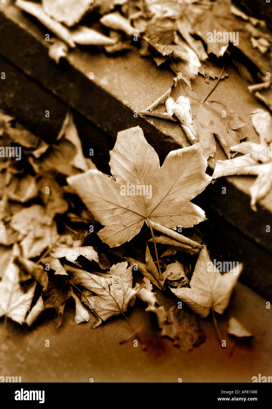 Fallen leaves concrete steps hi-res stock photography and images - Alamy