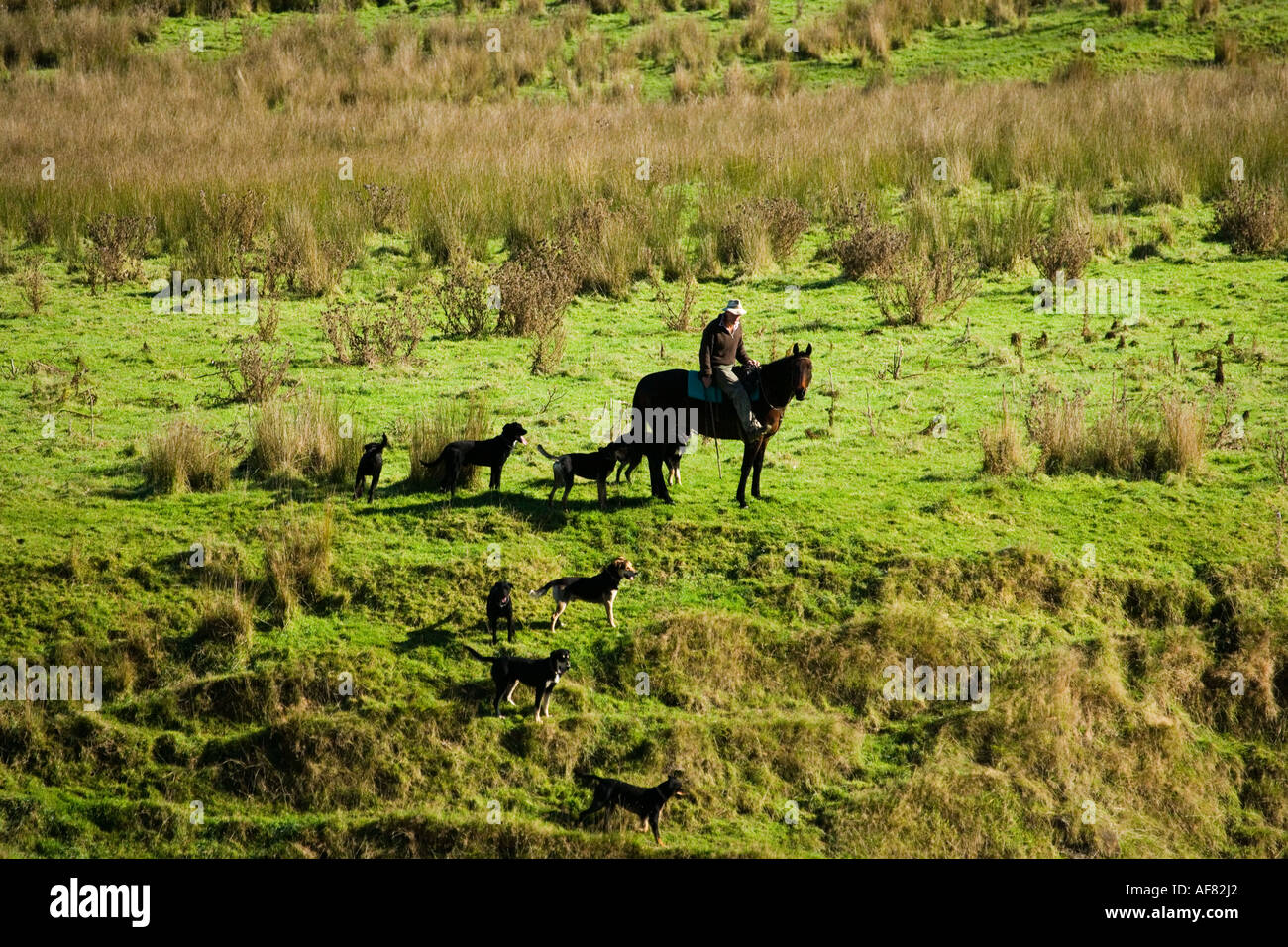 Farm Dogs Nz See More...