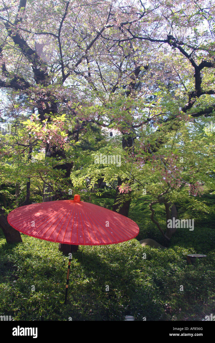Red japanese umbrella in a garden, Happoen Garden, Tokyo, Japan Stock