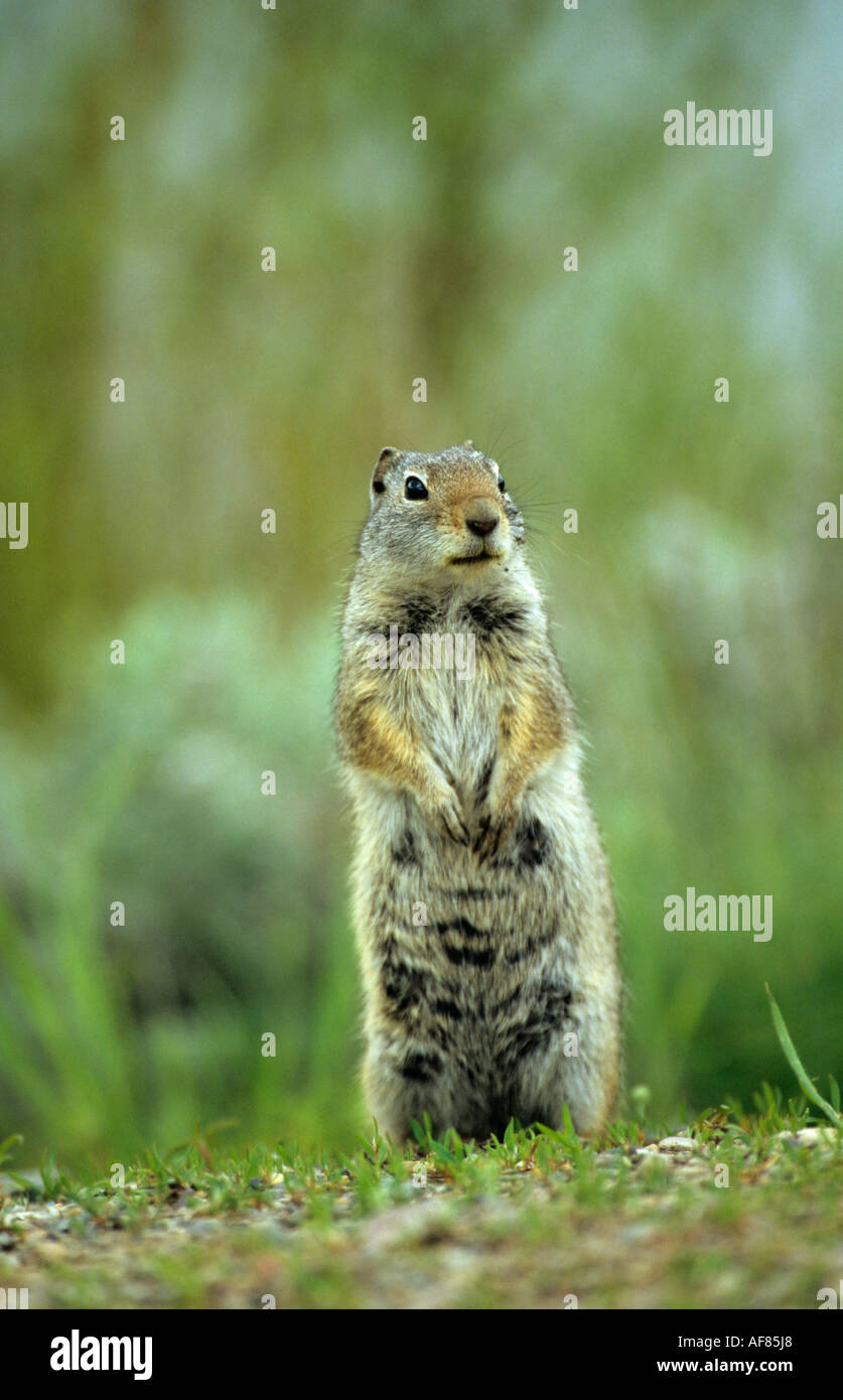 Uinta Ground Squirrel standing on its hind legs keeping a lookout ...