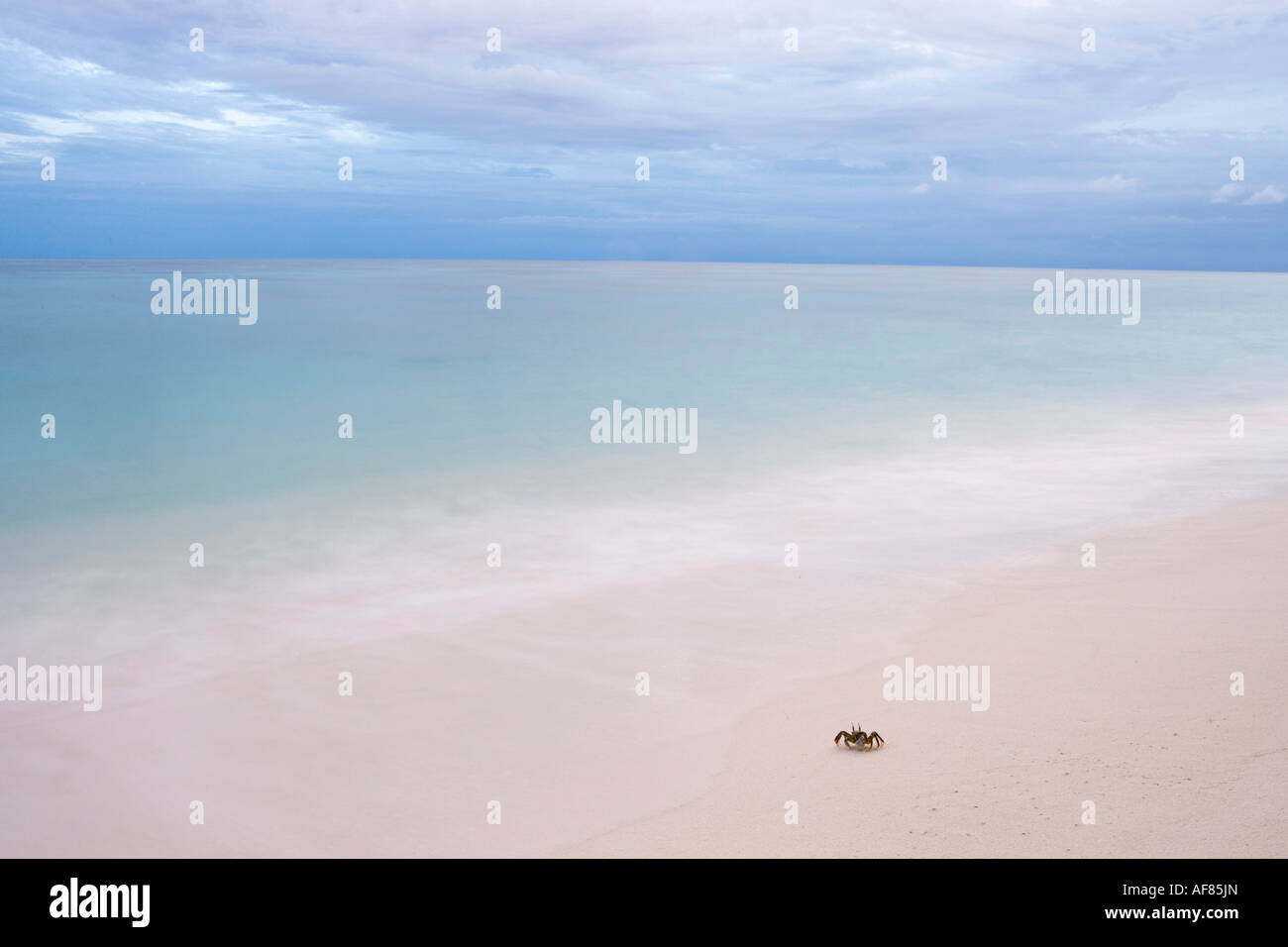 Crab on Beach, Denis Island, Seychelles Stock Photo
