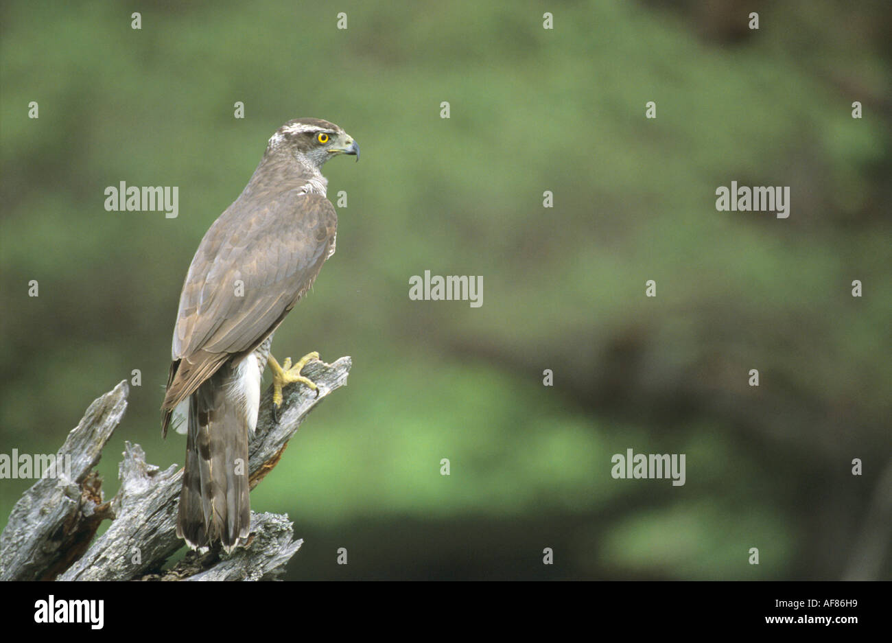 Goshawk uk hi-res stock photography and images - Alamy