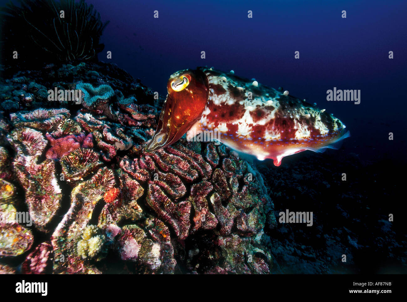 Fish laying eggs hires stock photography and images Alamy