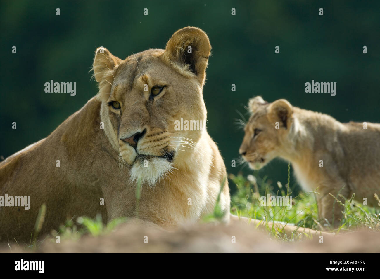 African Lioness & Cub Panthera leo Stock Photo - Alamy
