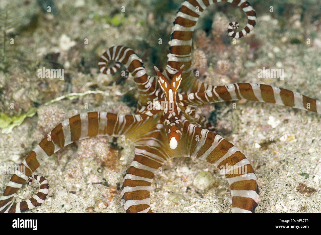 An ornate (mimic) octopus (Octopus berrima) displays on the sandy sea-bed. Stock Photo