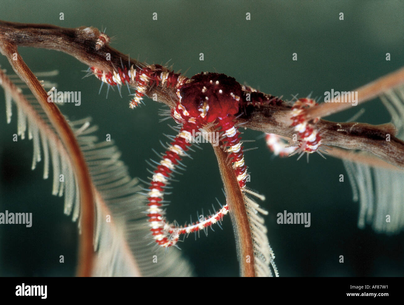 A Brittle star (Ophiuroidea sp.) on a hydroid frond... Stock Photo