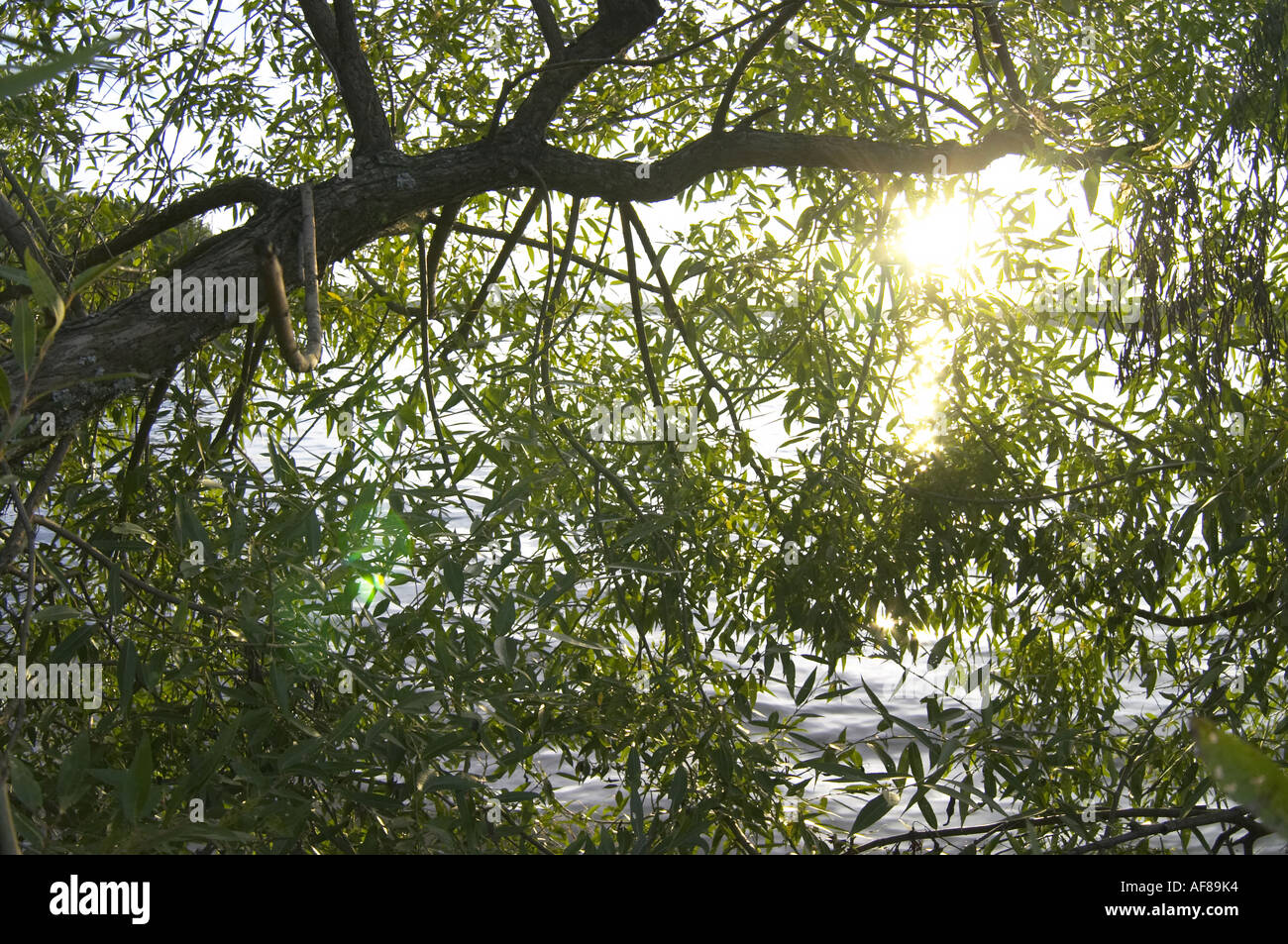 Sun light through willow leafs 3 Stock Photo - Alamy