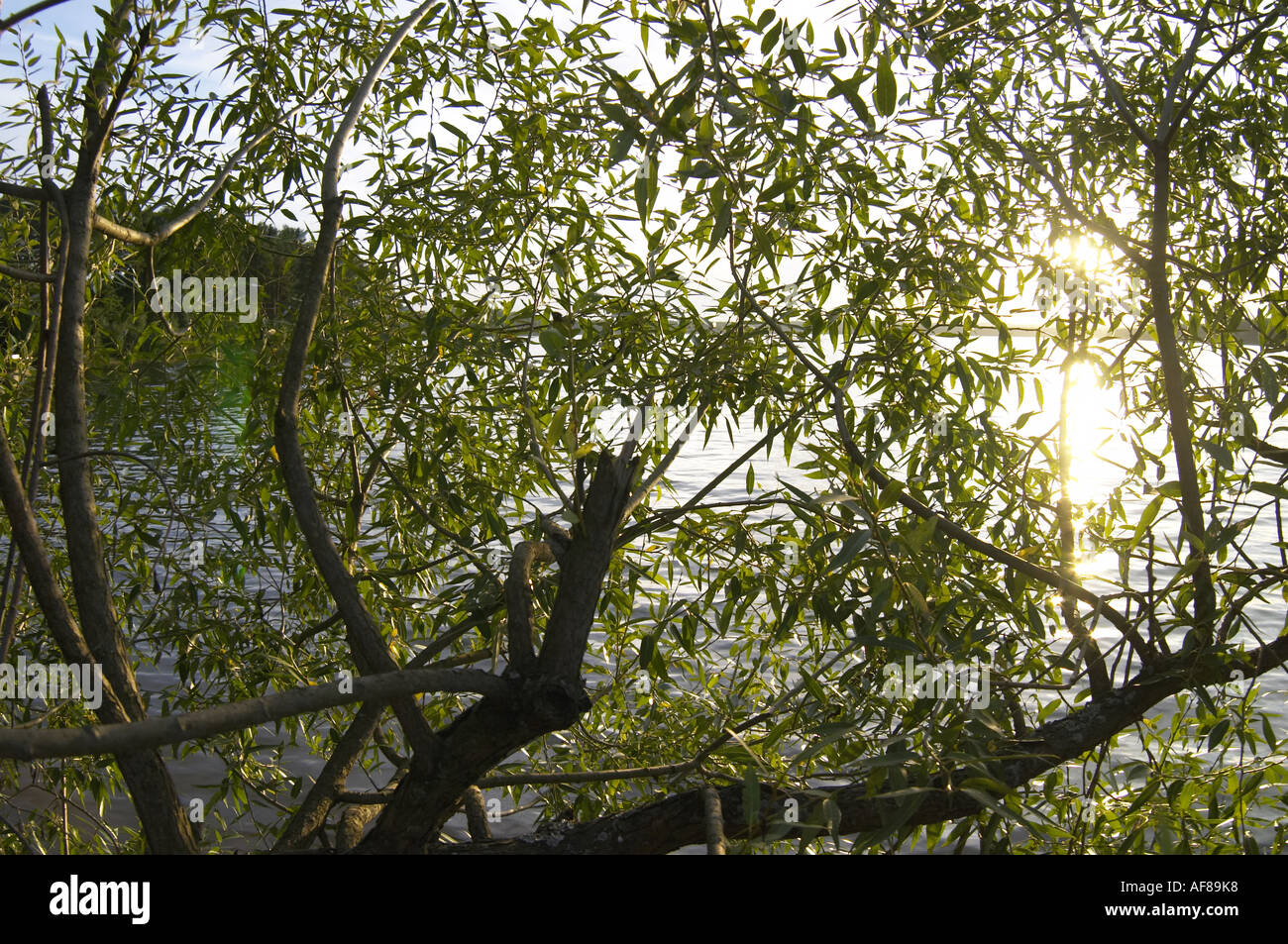 Sun light through willow leafs 1 Stock Photo - Alamy