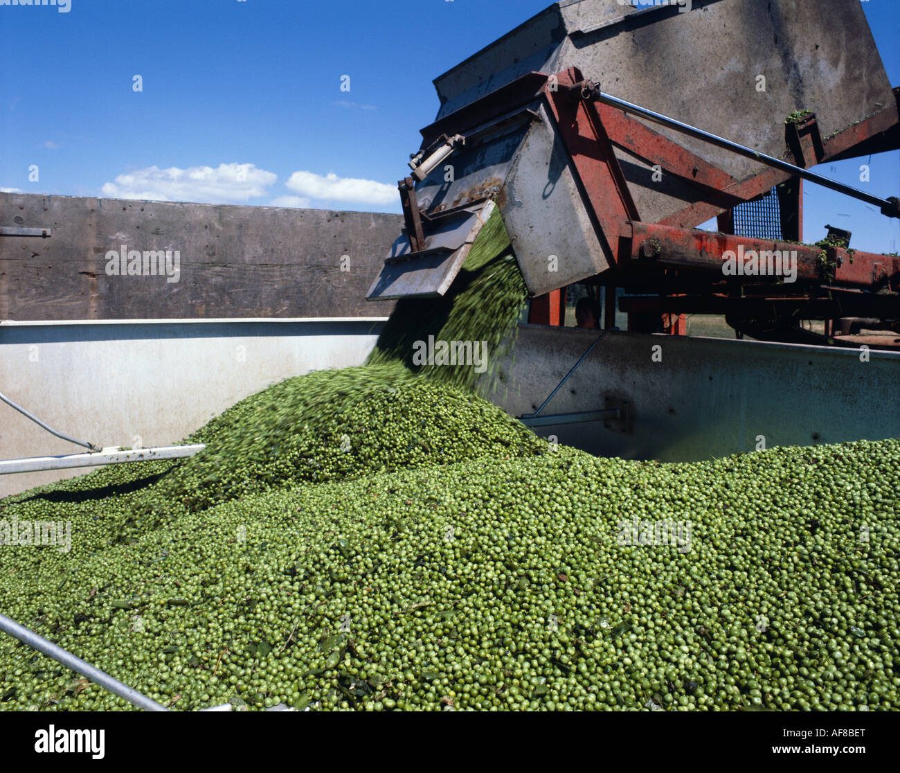 Harvesting green peas Stock Photo Alamy