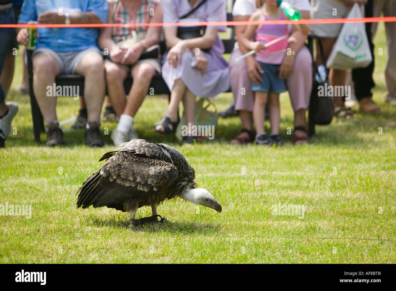 The falconry hi-res stock photography and images - Alamy