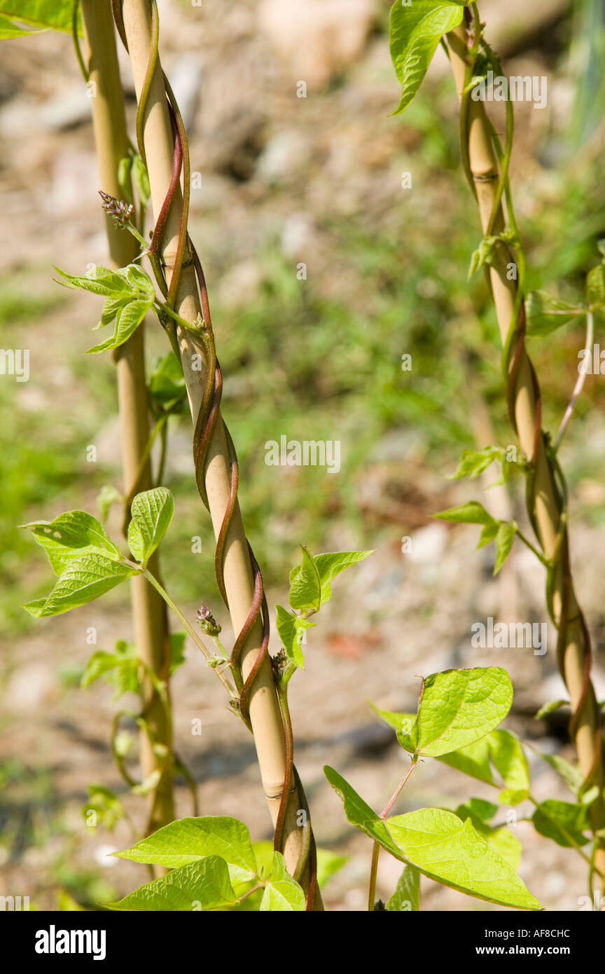 Runner beans growing up canes on an allotment Stock Photo Alamy