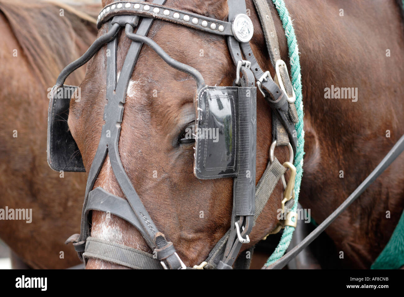 Closeup of Horses face with blinders Stock Photo
