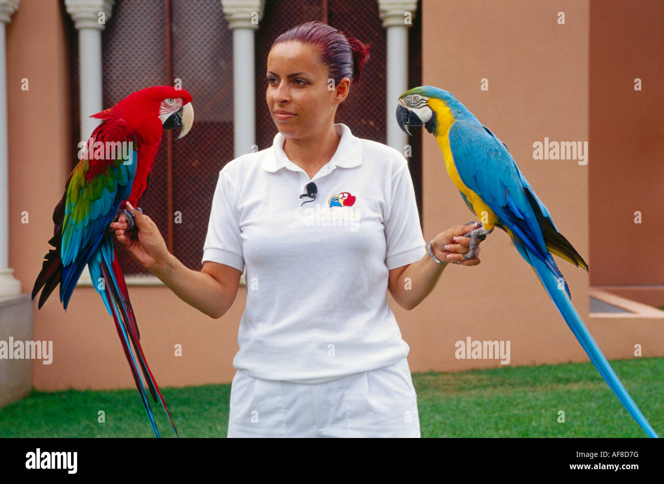 Parrot show, Loro Parque, Puerto de la Cruz, Tenerife, Canary Islands, Spain Stock Photo