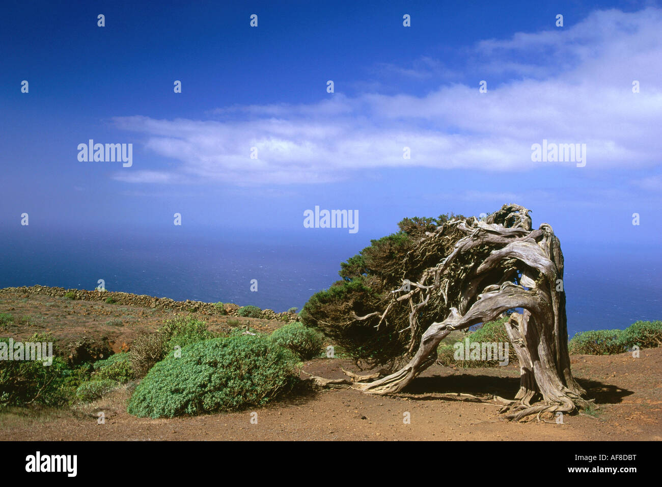 Juniper Tree, lat. Juniperus phoenicea, El Sabinal, the Island´s landmark, El Hierro, Canary Islands, Atlantic Ocean, Spain Stock Photo