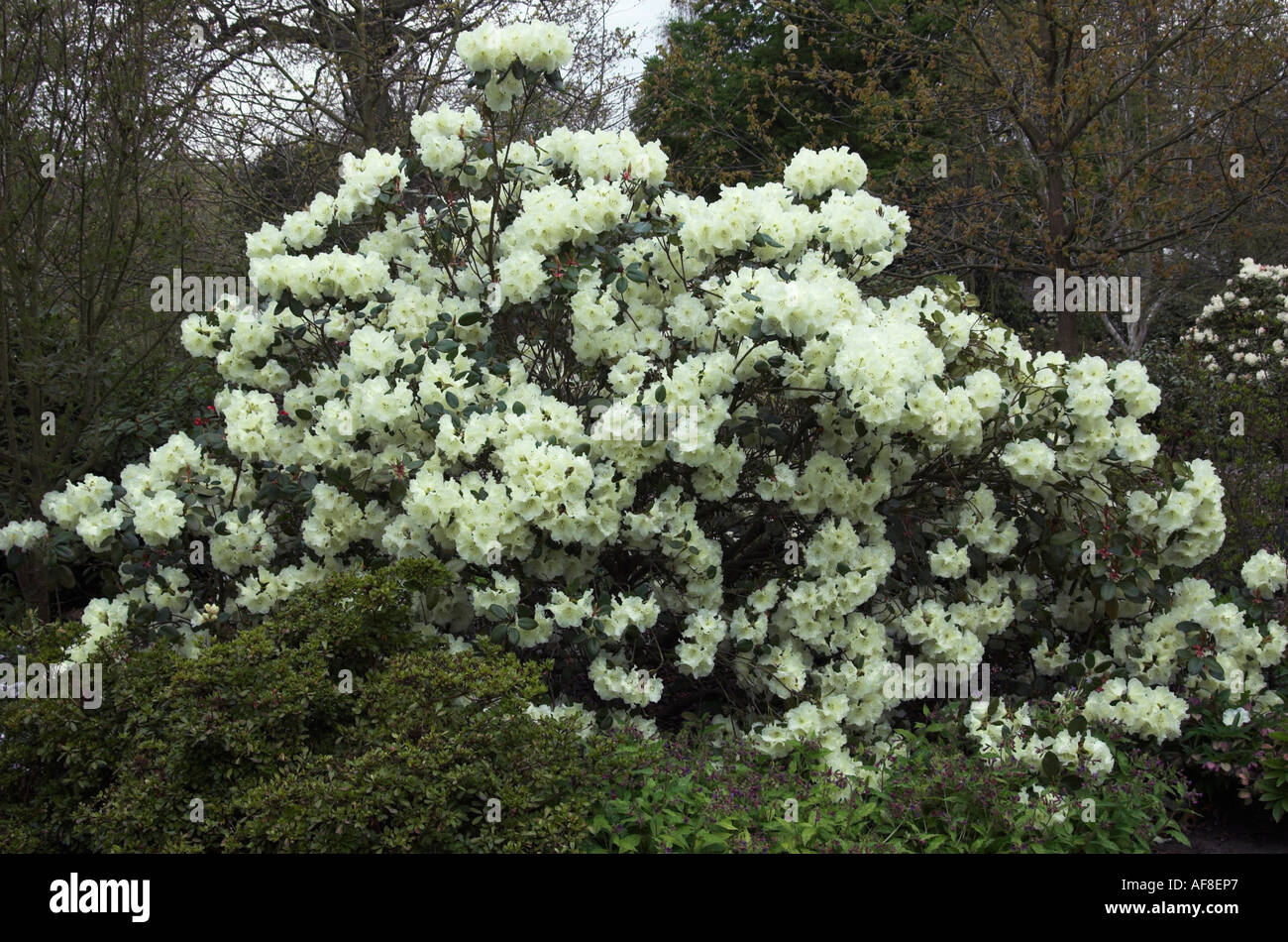 thuja 5 meter Thuja Green Giant Trees
