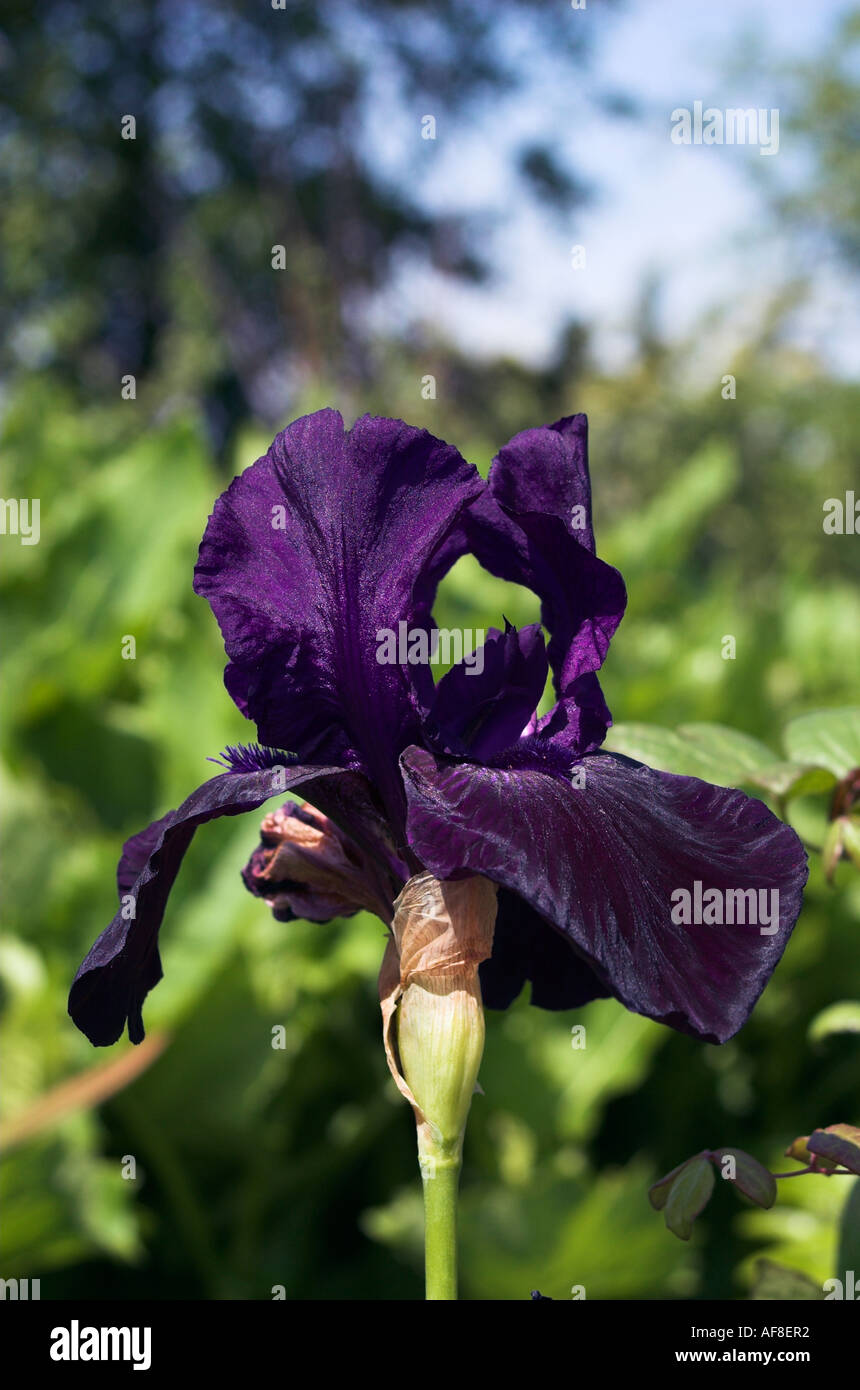Licorice stick hires stock photography and images Alamy