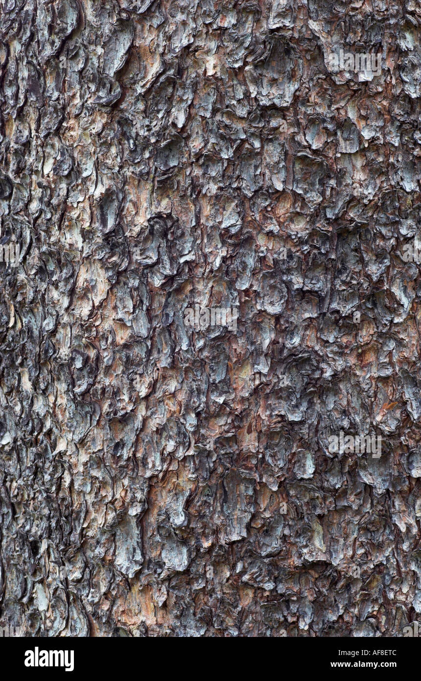 Pinus contorta 'Fastigiata' bark detail Stock Photo