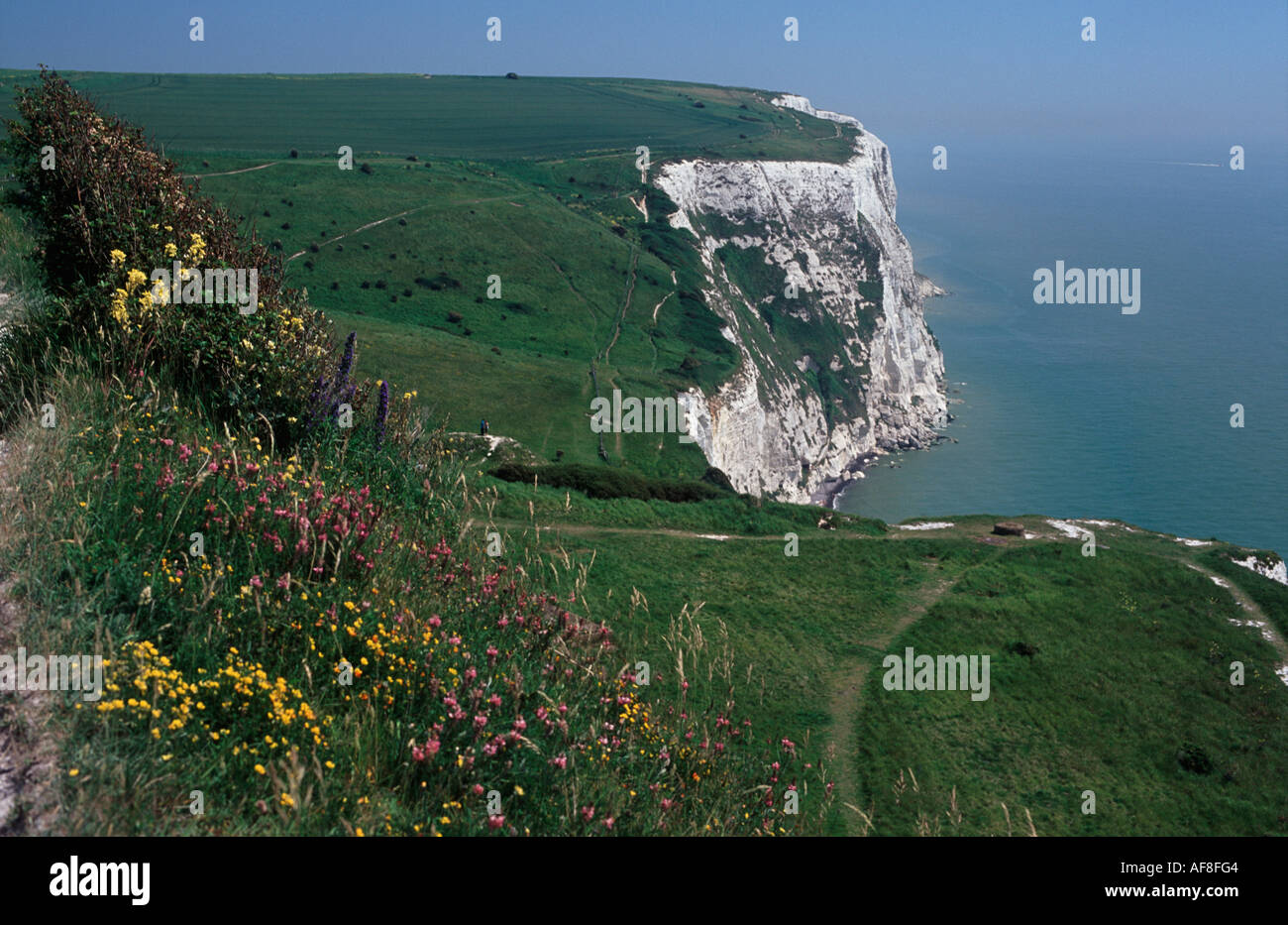 The White Cliffs of Dover dropping to the English Channel, with wild flowers in  foreground, Dover, Kent, England Stock Photo
