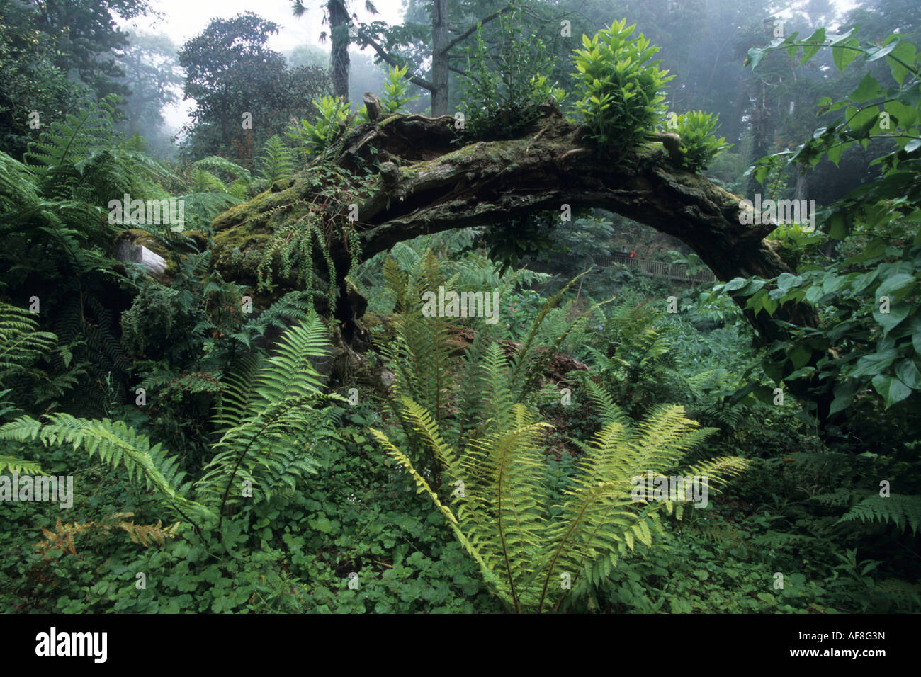 The Jungle at Lost Gardens of Heligan, Near St Austell, Cornwall