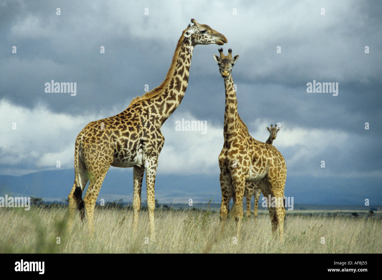 Two giraffe stand majestically on a plain in Nairobi National Park facing each other with a third just visible beyond in Kenya Stock Photo