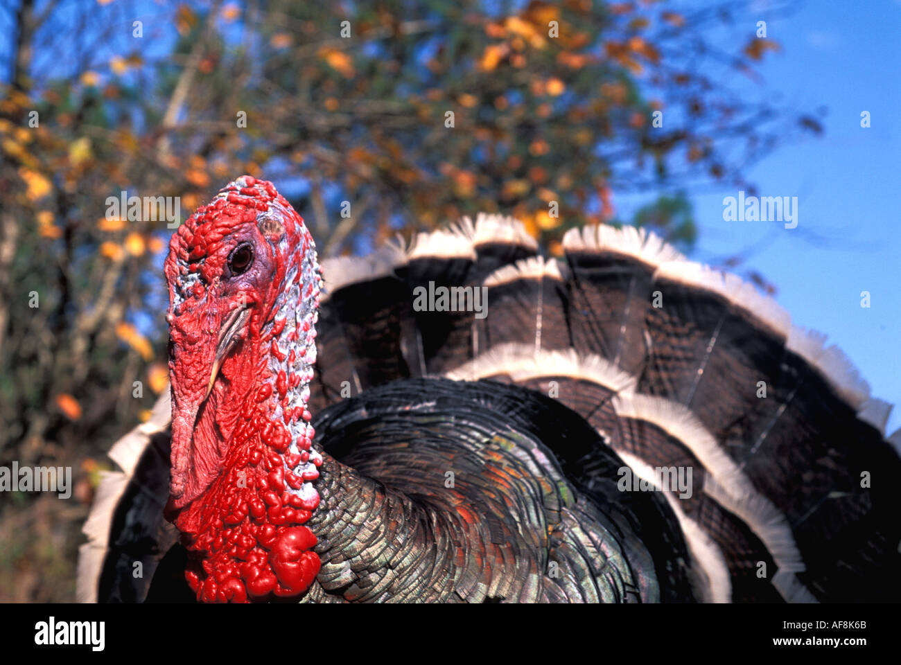 Turkey bird Gobbler Male Red Beard bright colors American Stock Photo