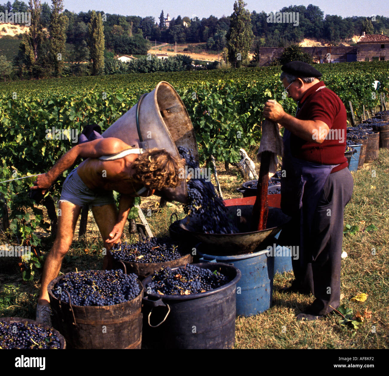 France wine Bordeaux St Emilion grapes grape basket harvest vintage Stock Photo Alamy