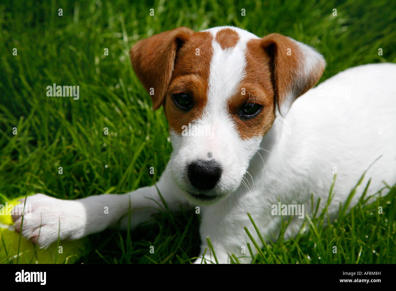 Adorable Parson Jack Russell Terrier puppy playing with ball outdoors on green grass in summer