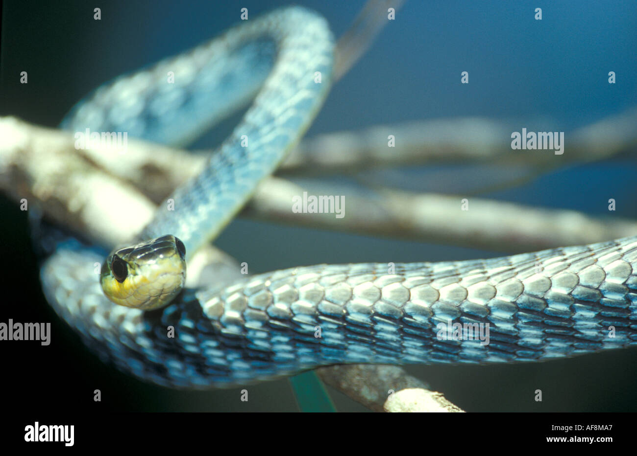 Green Tree Snake wrapped around a branch Stock Photo