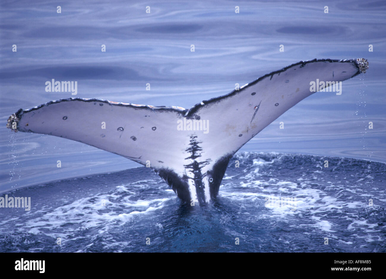 Humpback Whale fluke in a roundout dive Stock Photo - Alamy