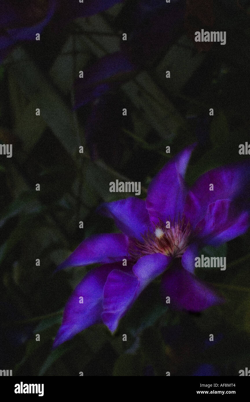 Purple Clematis in ethereal moonlight Stock Photo