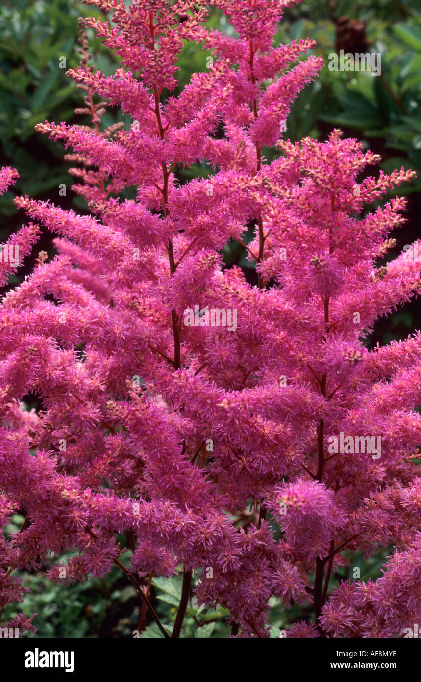 Astilbe x arendsii 'Amethyst' Stock Photo