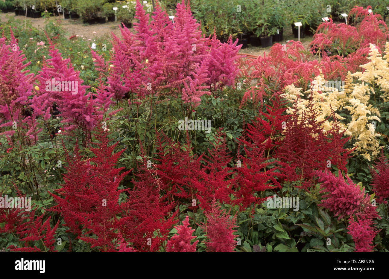 Astlibe, various, at Garden Centre, Plant Sales Stock Photo