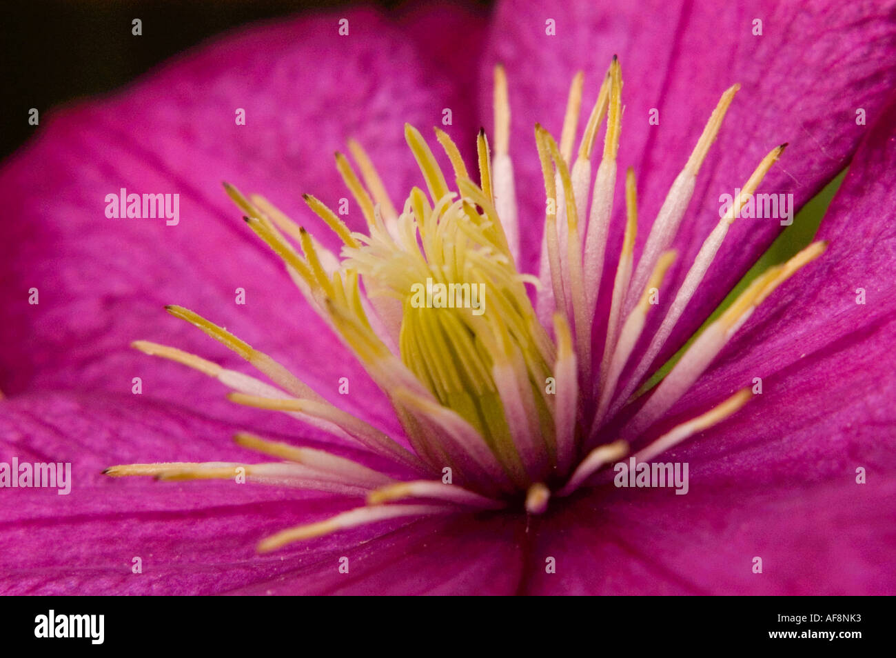 Clematis blossom close up Stock Photo