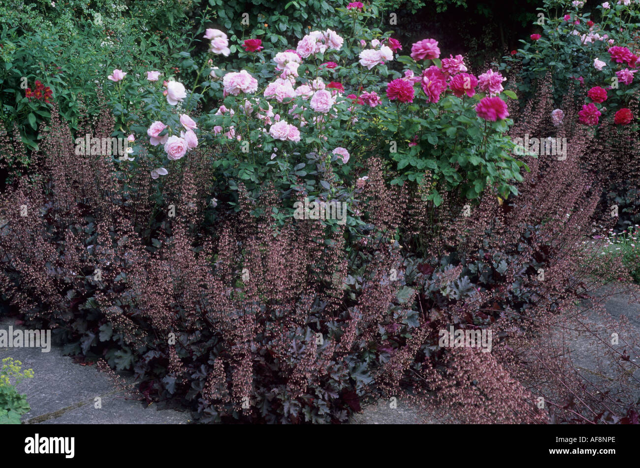 Roses with heuchera chocolate ruffles hi-res stock photography and ...