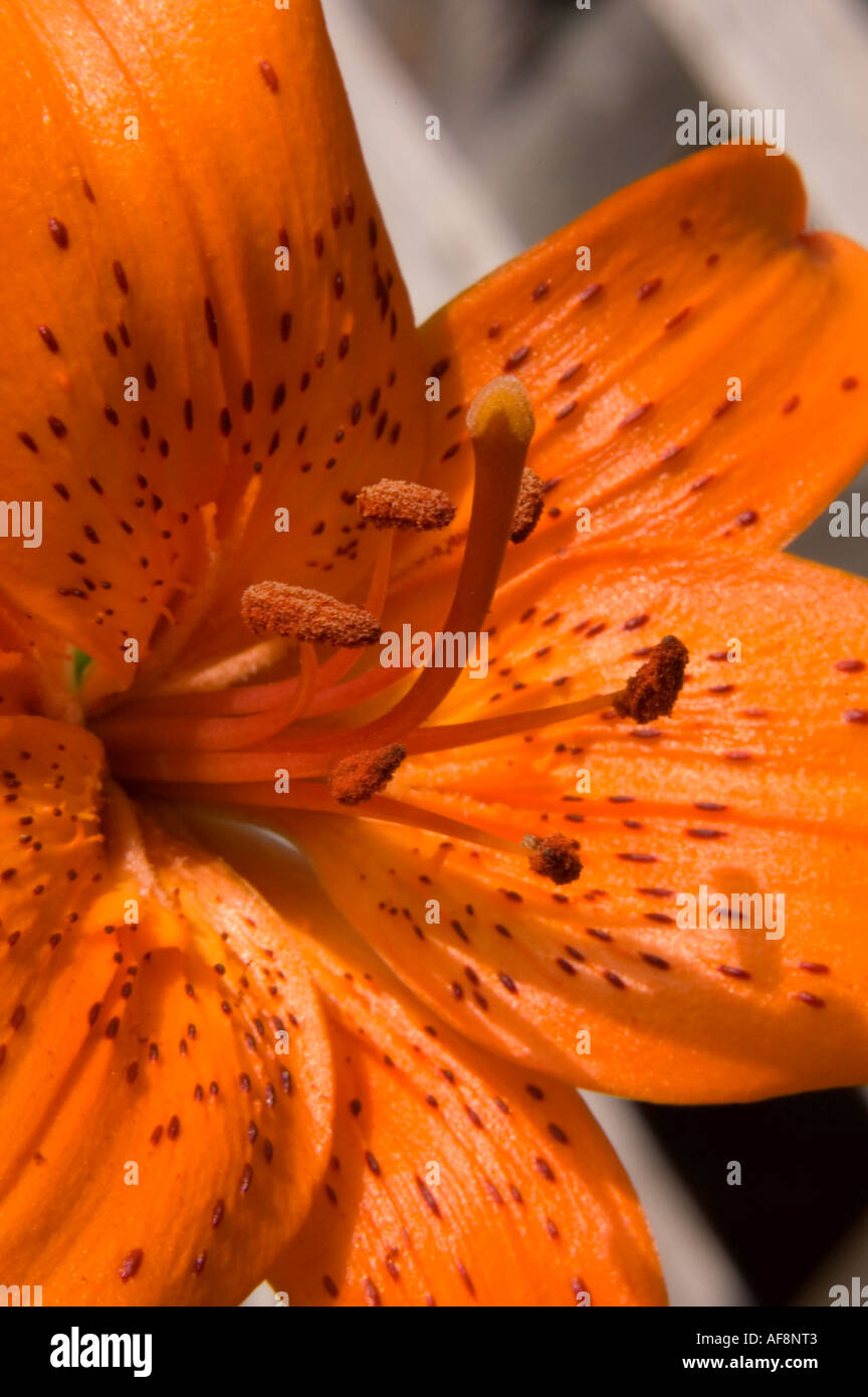 Tiger Lily pistils close up Stock Photo
