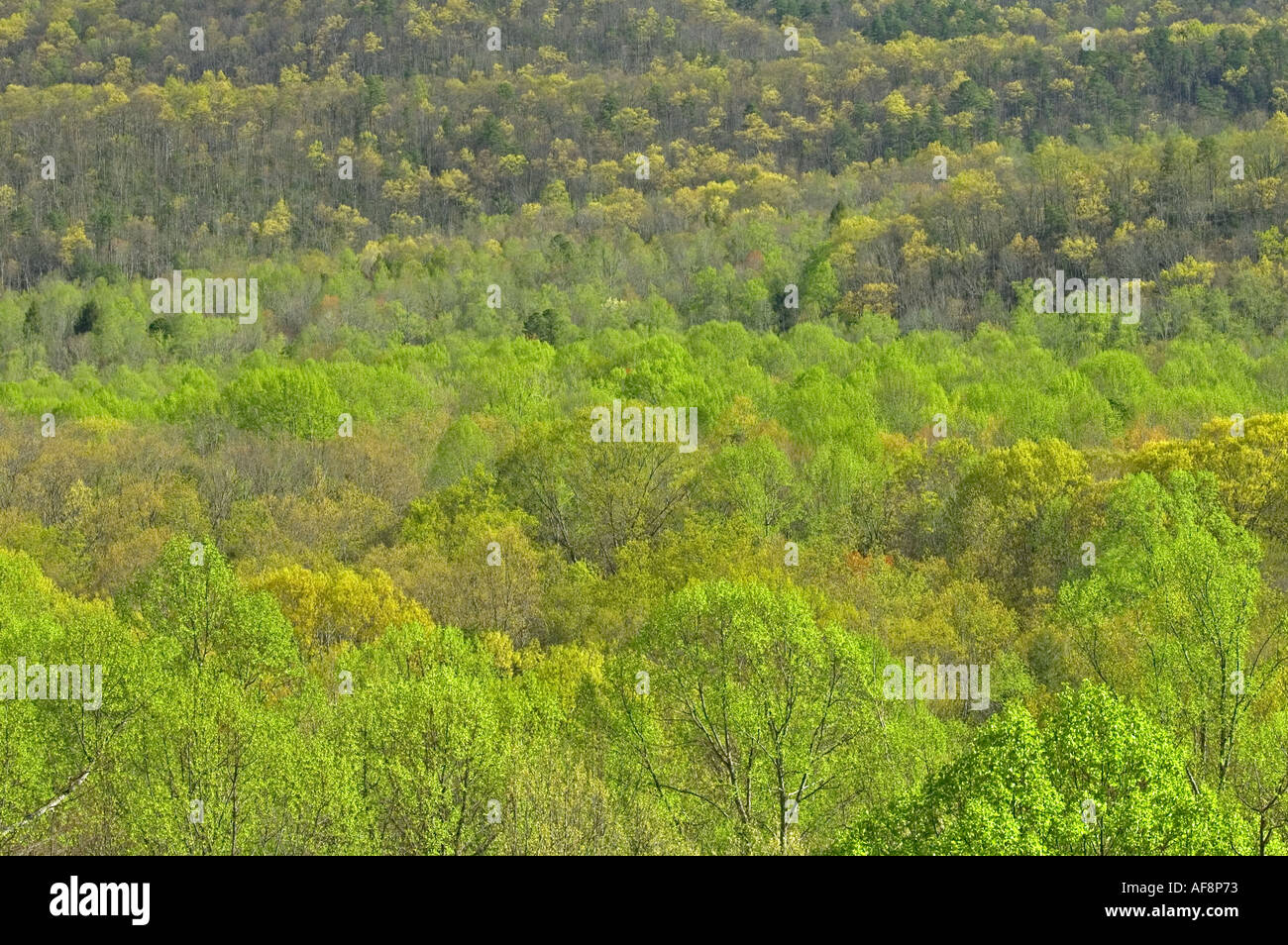 Early Spring Great Smoky Mtns Nat Park Stock Photo