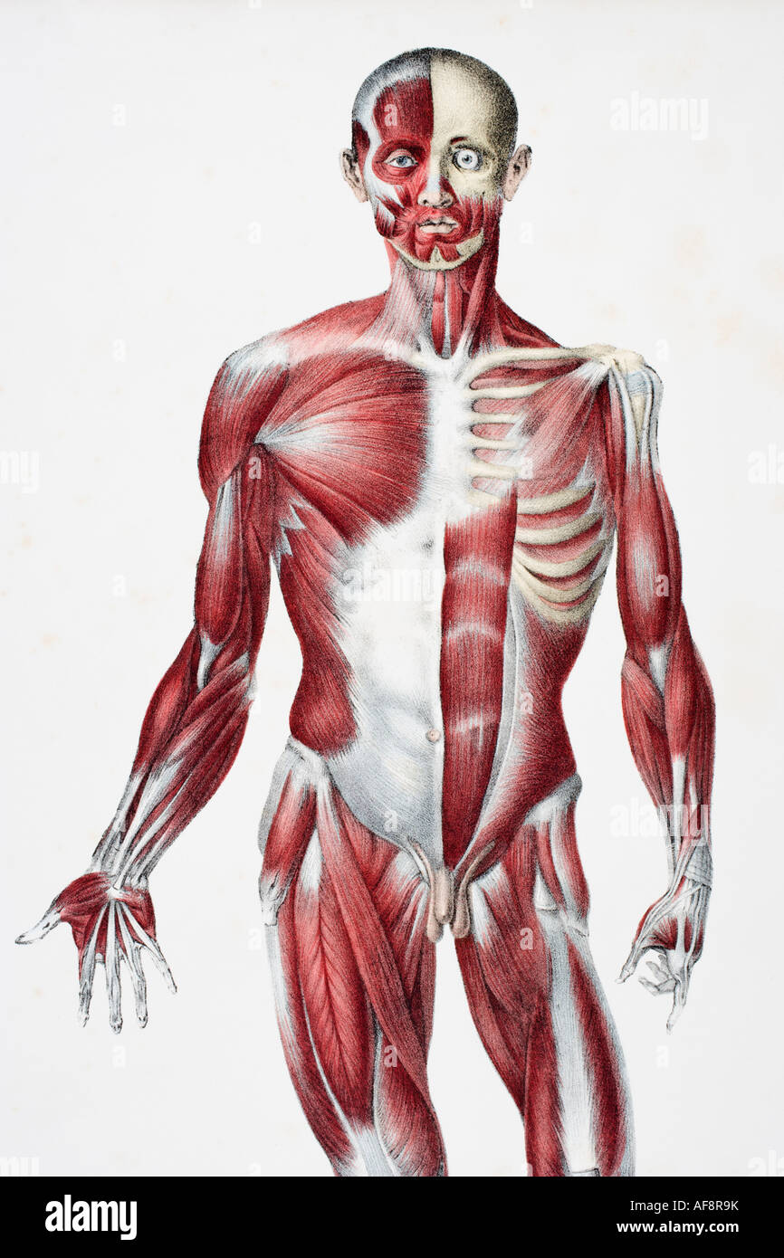 Front of the male human body showing muscles sinews and bones Stock Photo