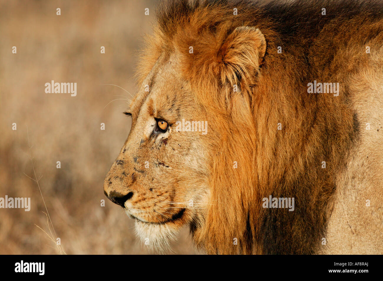 Male south african lion hi-res stock photography and images - Alamy