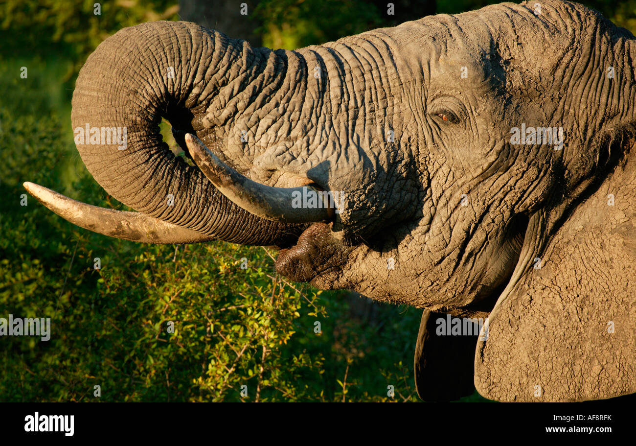 Portrait Of A Mud crusted Elephant Bull Drinking Sabi Sand Game Reserve portrait-of-a-mud-crusted-elephant-bull-drinking-sabi-sand-game-reserve