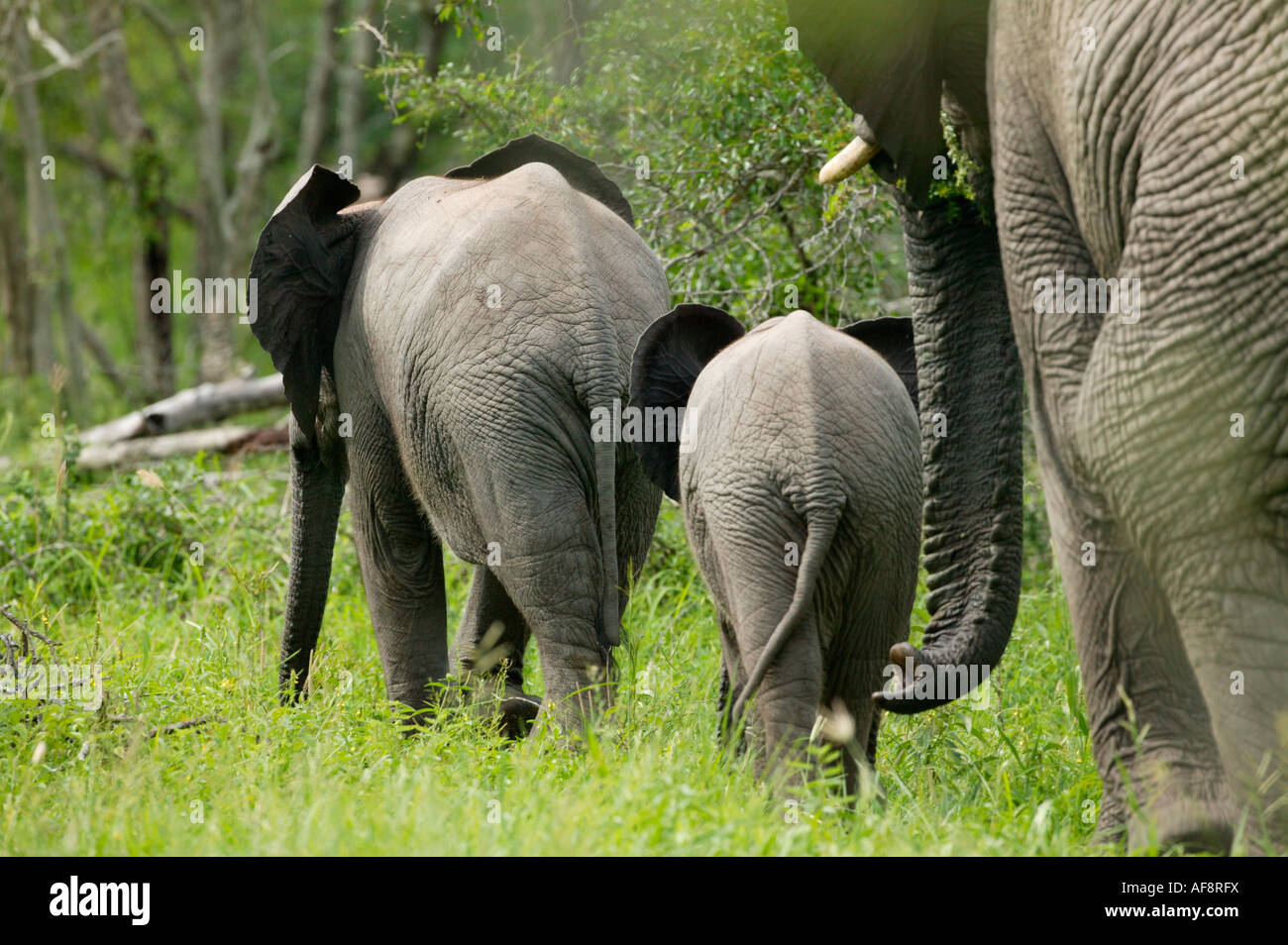 Rear view of three elephant ranging from a young calf to an adult cow walking away ; South Africa Stock Photo