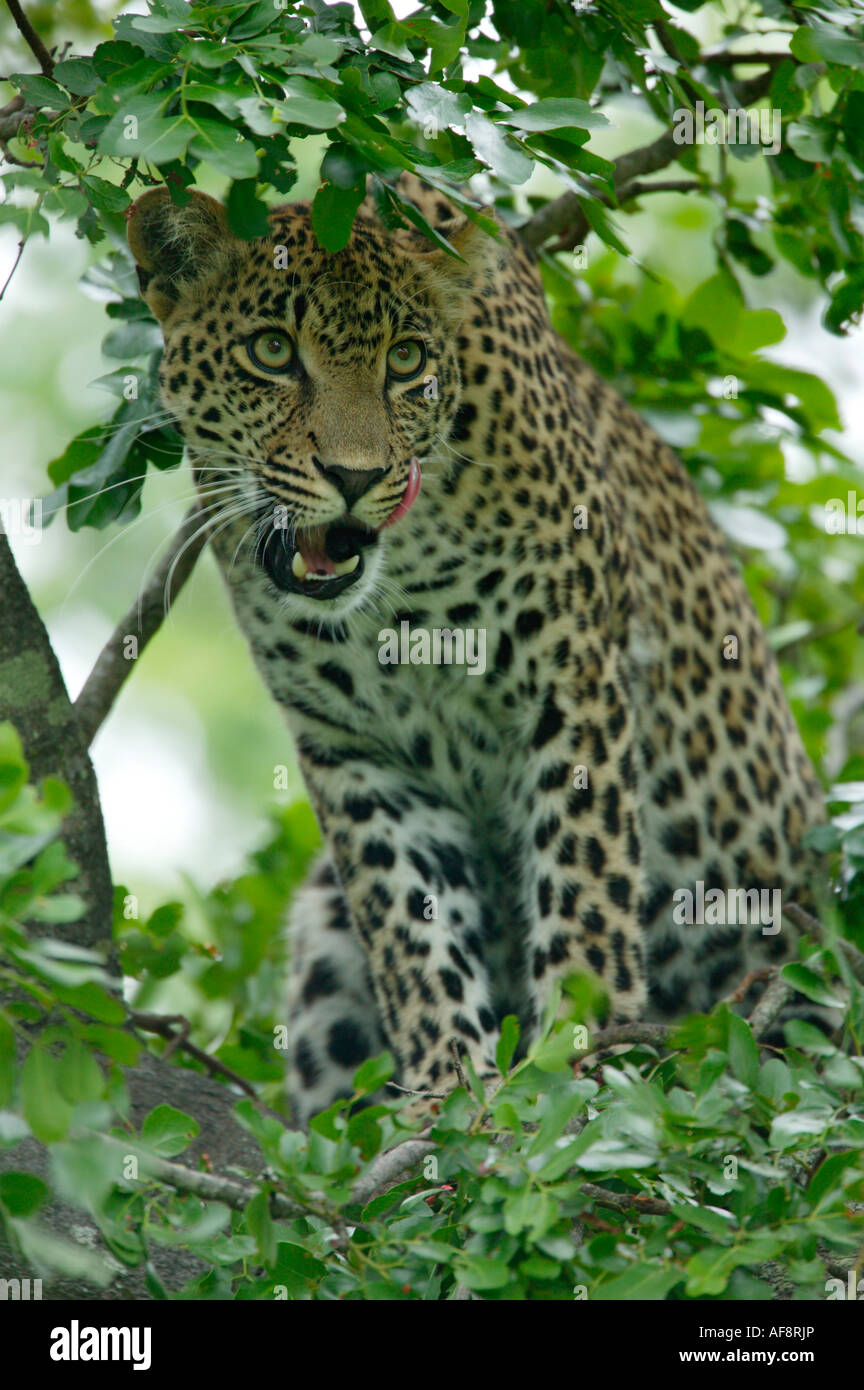 A female leopard looks into the distance and licking itself while