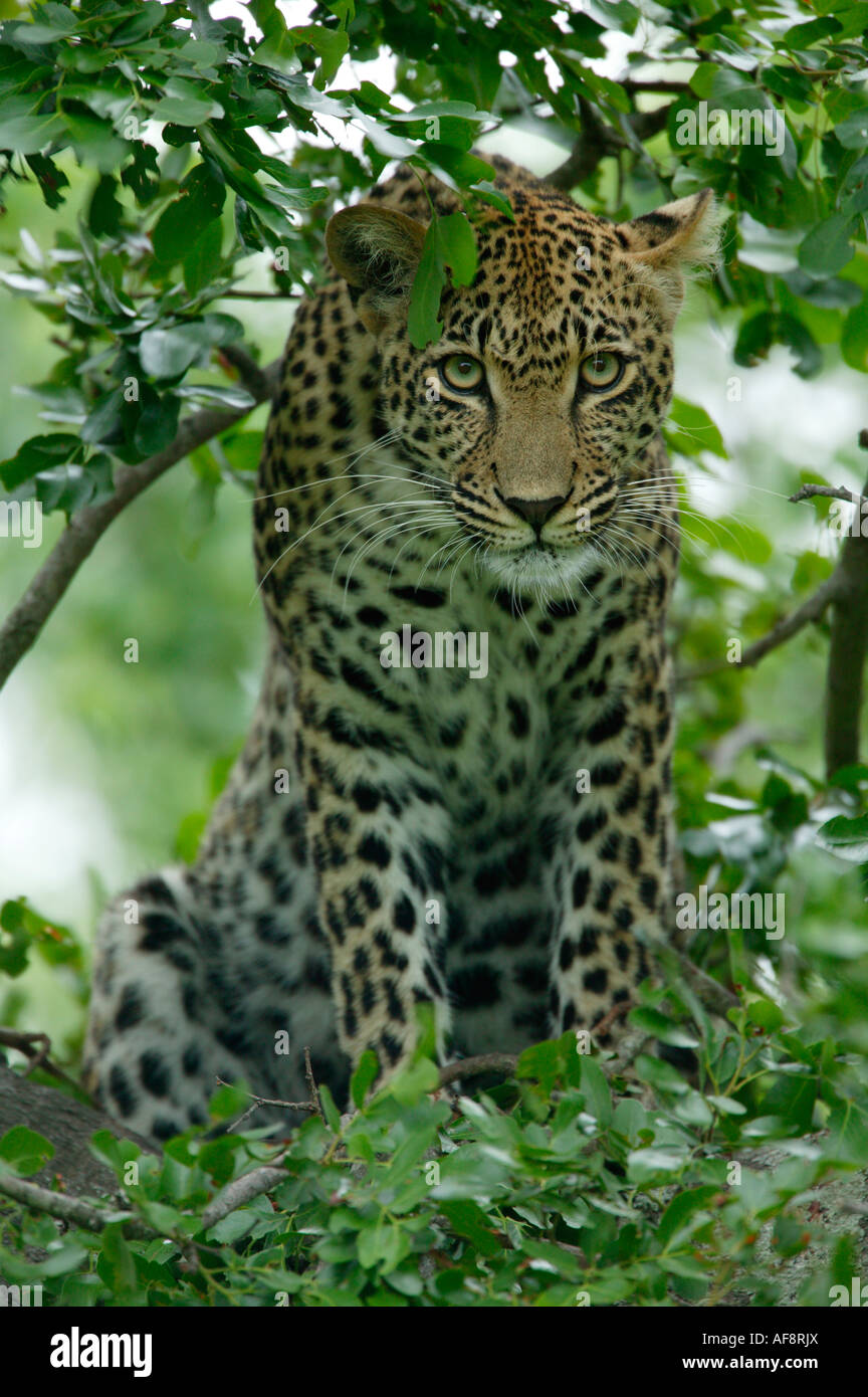 A female leopard sitting on a branch amongst foliage in a boerbean tree ...