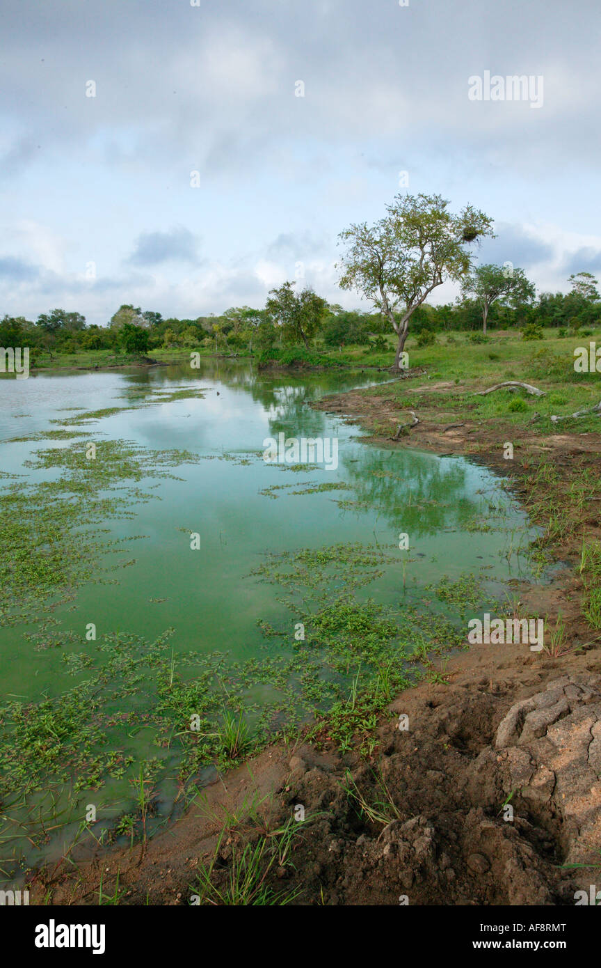 A large waterhole with floating aquatic plants Sabi Sand Game Reserve